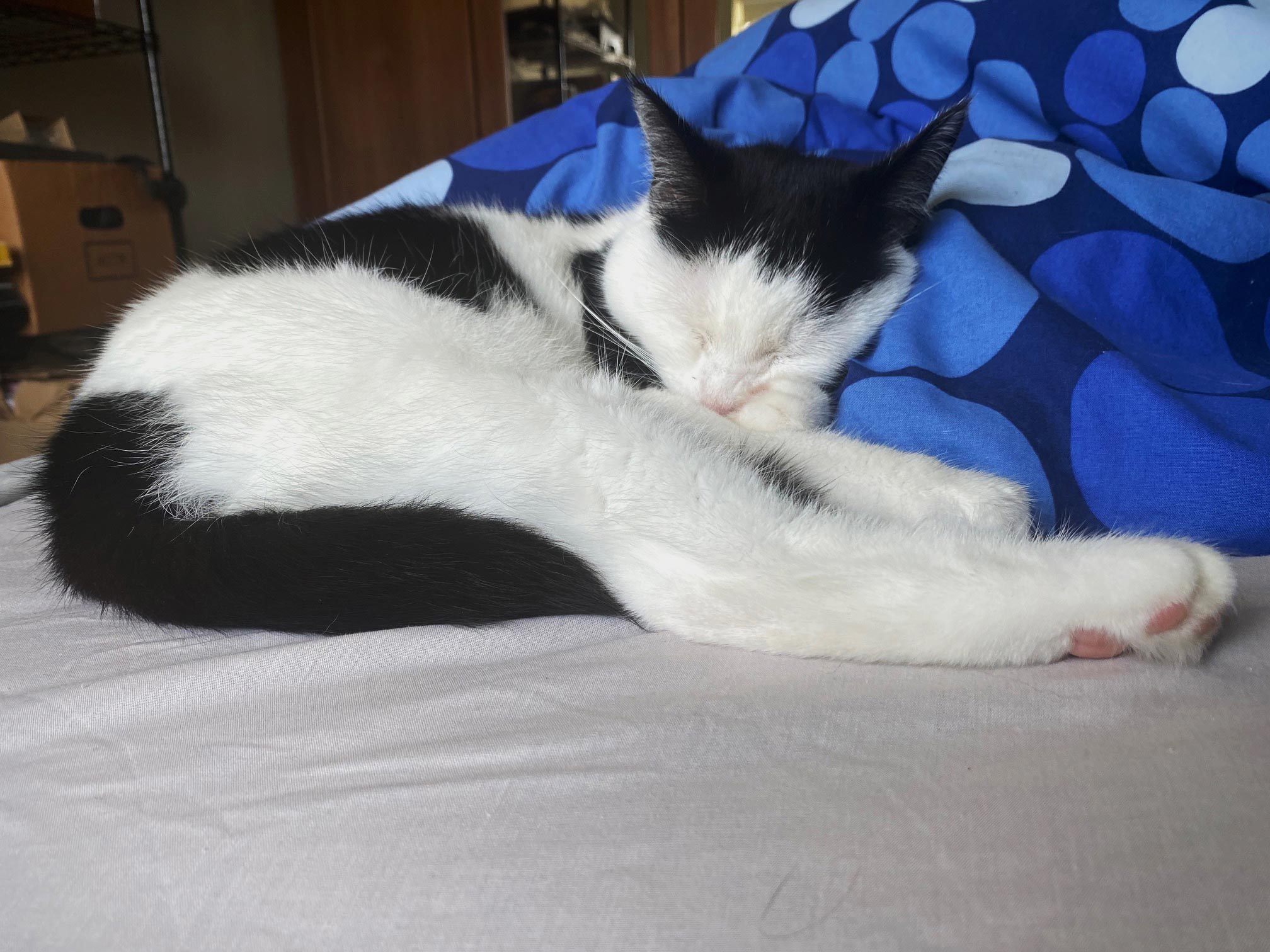 IMG_5288.compressed cat sleeping on the blue duvet cover